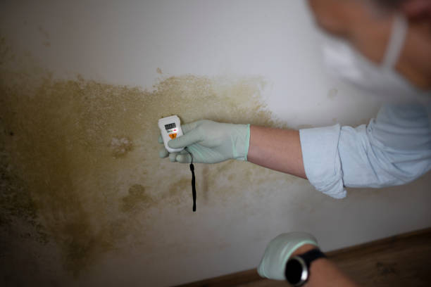 Certified Mold Removal in Needles, CA