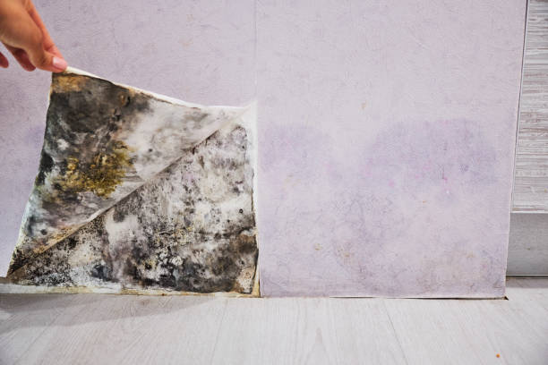 Best Office Mold Removal Services  in Needles, CA